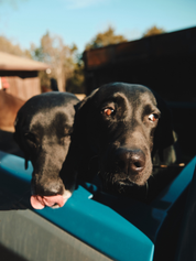 Ranger Station Bark Ranger Candle